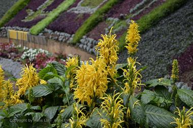 Botanical Garden, Ooty_DSC5606_H600